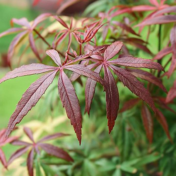 Produktbild Plant in a Box Acer palmatum 'Starfish' - Ahorn Baum (60 cm)