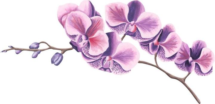 Immagine prodotto Trenddeko acquerello ramo di orchidea (105 x 51 cm)