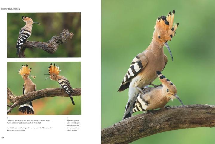Produktbild Die magische Welt unserer Vögel (Deutsch, Matthias Futterer, Hannes Bonzheim, 2022)