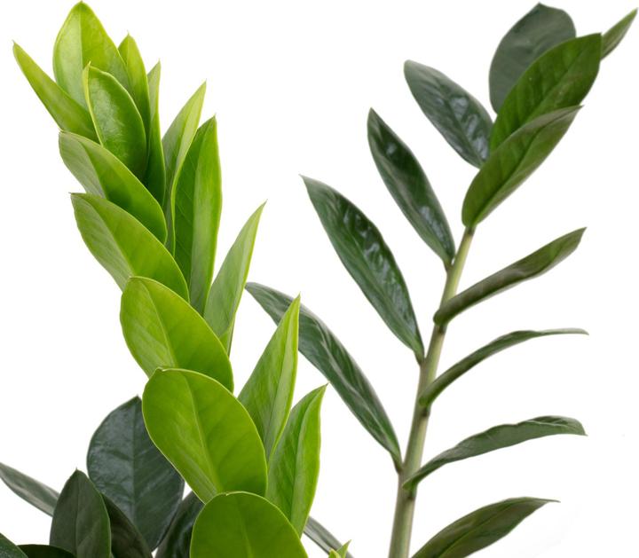 Image du produit Flowerbox Glücksfeder - Zamioculcas zamiifolia