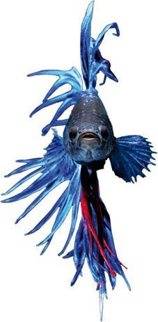 Actual product image Trenddeko Glowfish (29 x 60 cm)