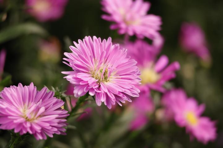 Image du produit Canon RF-S 55-210mm f/5-7.1 IS STM​ (Canon RF, APS-C / DX)