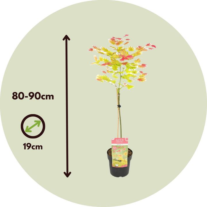 Immagine prodotto Plant in a Box Acer palmatum 'Moonrise' - Acero giapponese (90 cm)