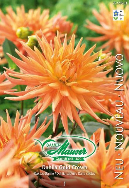 Produktbild Samen Mauser Kaktus-Dahlie Golden Crown (Blumenzwiebel)