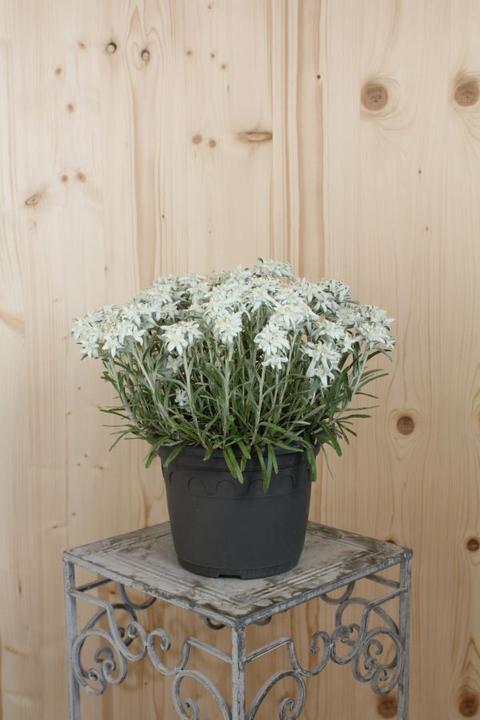 Produktbild Säntispracht Das urwüchsige Edelweiss - Leontopodium alpinum (25 cm)