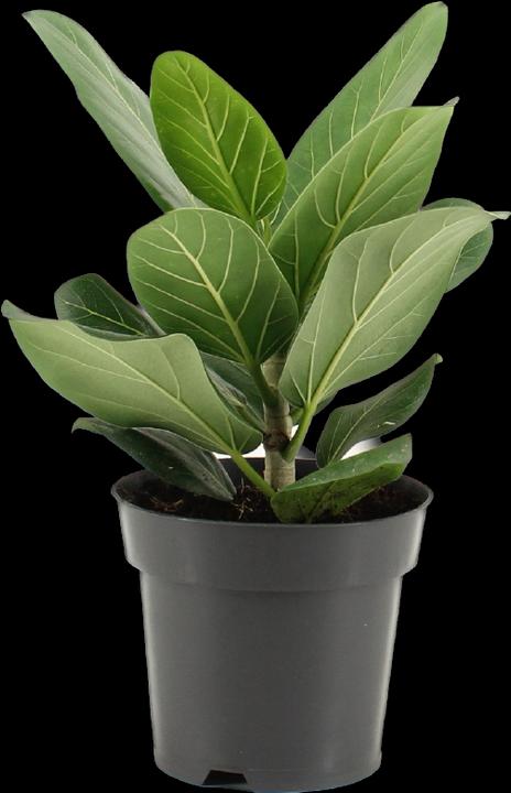 Produktbild Mahaloplants Ficus benghalensis (30 cm)