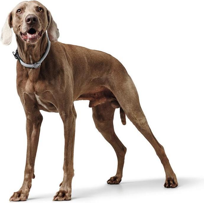 Immagine prodotto Hunter Collare da dressage Eiby Freestyle (Cane, Generale)