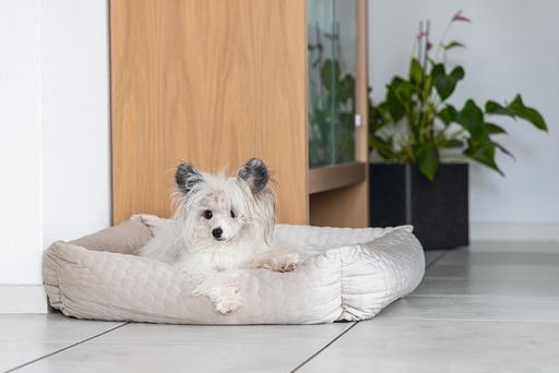Actual product image Karlie Lounger bed Velvet (Dog)