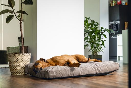 Image du produit Beeztees Veo (Chien)