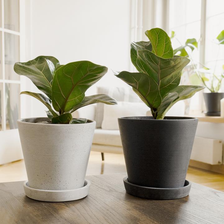 Immagine prodotto Mary and Plants Ficus lyrata con vaso HAY grigio chiaro (50 cm)