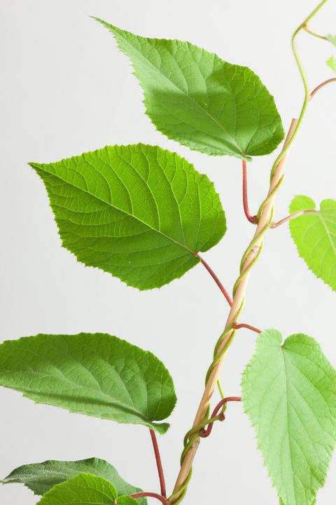Produktbild Plant in a Box Actinidia deliciosa 'Jenny' - 6er Set Kiwibeeren Kletterpflanzen (20 cm)