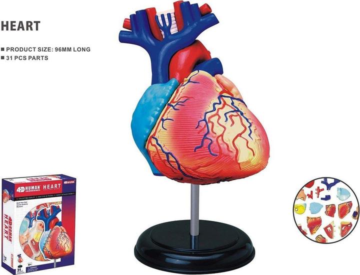 Immagine prodotto Robetoy Anatomia umana - Cuore (10 cm) (26052)