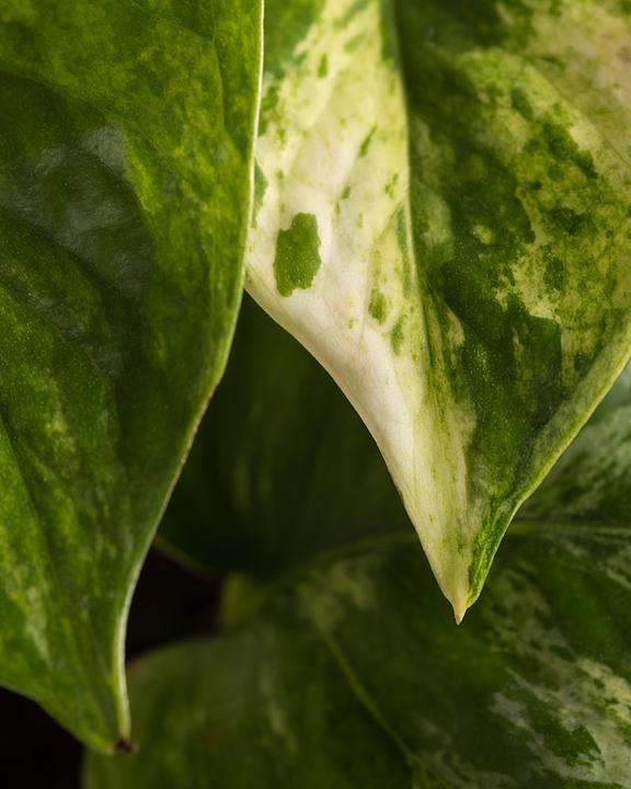 Produktbild feey Efeutute Marble Queen (25 cm, Frisch umgetopft)