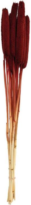 Actual product image Dijk Babala (Dried flowers)