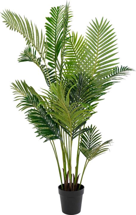 Produktbild House Nordic Areca (175 cm)