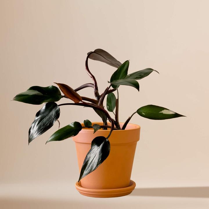 Mary and Plants Philodendron Pink Princess (30 cm)