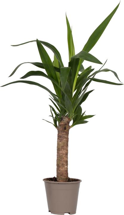 Immagine prodotto Plant in a Box Yucca elephantipes - (50 cm)