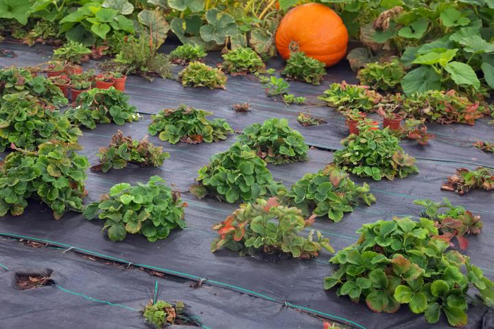 Produktbild Aquagart 180m² Bodengewebe Unkrautfolie Mulchfolie 100g 2m breit