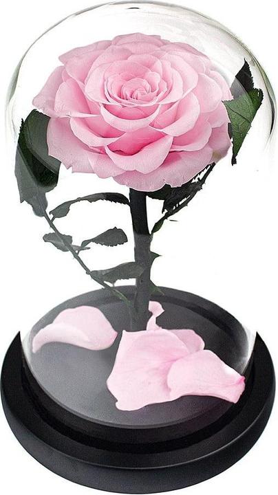 Actual product image JTI Large rose in a glass bell jar - Pink (Dried flowers)