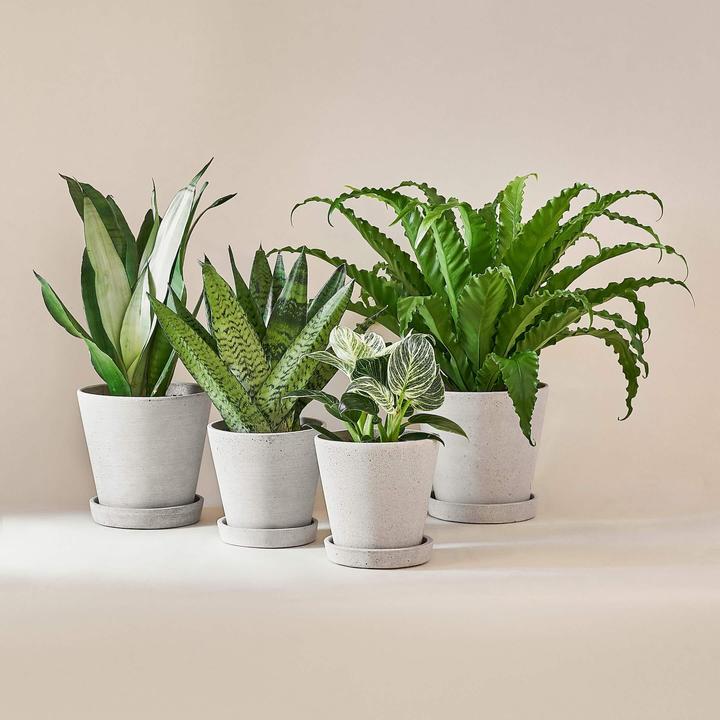 Actual product image Mary and Plants Easy Care plant box with HAY pot in light grey