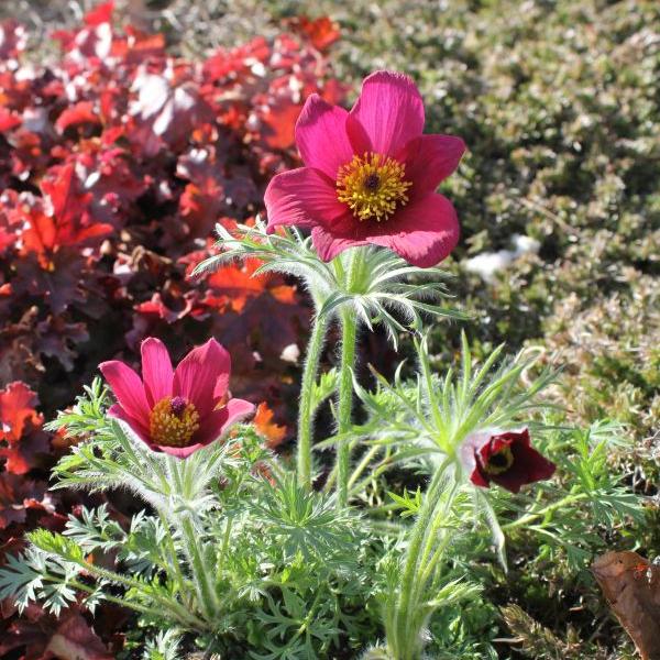 Immagine prodotto Säntispracht Set di 3, Il fiore di pasqua protetto - Pulsatilla vulgaris Red Shades