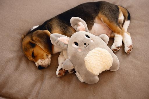 Immagine prodotto Beeztees Cucciolo Coccole Giocattoli e Simulatore di battito cardiaco