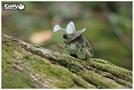 Produktbild Eugy Triceratops