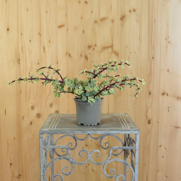 Säntispracht Der panaschierter Speckbaum - Portulacaria afra Variegata (80 cm)