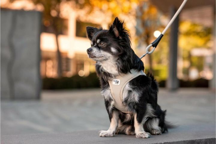 Produktbild Curli Geschirr Vest Air-Mesh 2XS, Ruby (XXS, Hund, Allgemein)