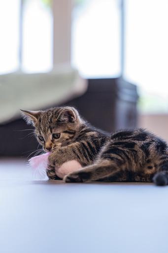 Produktbild Beeztees Kitten Katzenspielzeug Ball+Feder Rizo