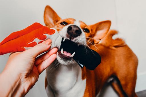 Image du produit Beeztees Jouets d'Halloween pour chiens