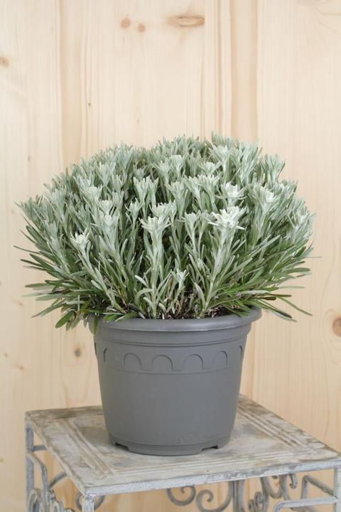 Produktbild Säntispracht Das urwüchsige Edelweiss - Leontopodium alpinum (25 cm)