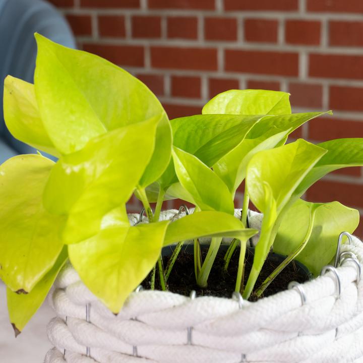 Image du produit Flowerbox Lierre - Epipremnum pinnatum 'Golden Pothos (15 cm)