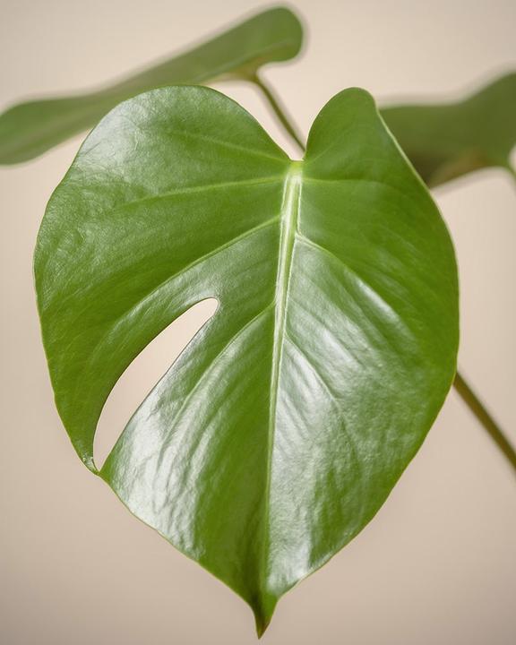 Image du produit feey Grand Monstera (65 cm, Fraîchement rempotés)