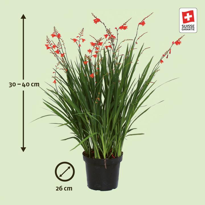 Immagine prodotto Zulauf Crocosmia croc.(x) 'Red King' / Monbretie 'Red King' (30 cm)