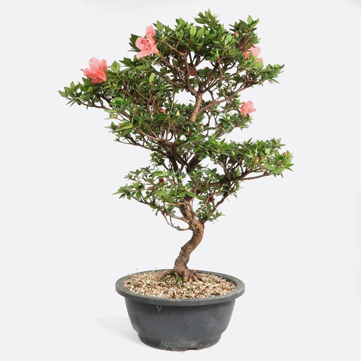 Immagine prodotto Bonsai.ch Azalea Satsukiazalee cm (20 cm)