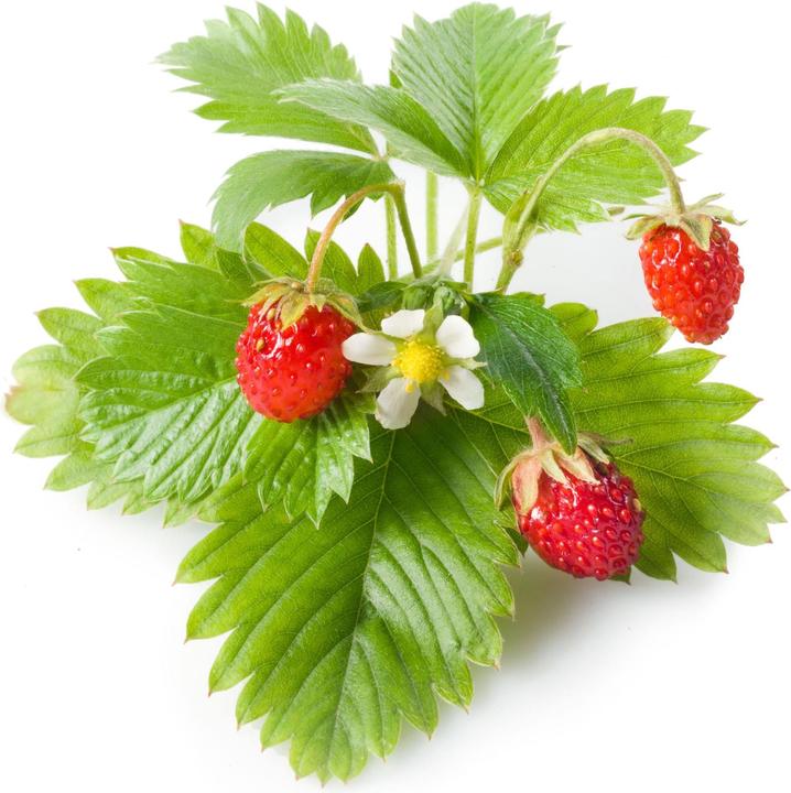 Image du produit Click and Grow Fraise sauvage (Graines de légumes)