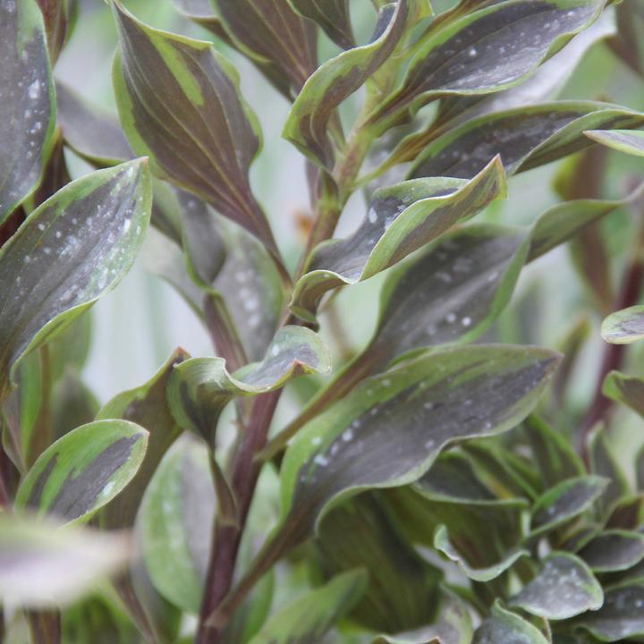 Immagine prodotto Zulauf Alstroemeria 'Indian Summer'® / Inkalilie 'Indian Summer' ® (50 cm)