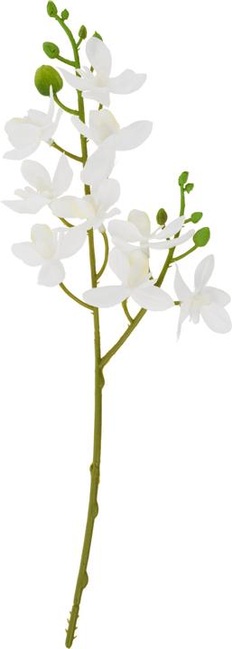 Immagine prodotto DPI Mini Orchidea Phalaenopsis, lunghezza circa 30 cm