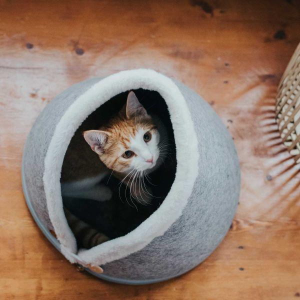 Immagine prodotto Hunter Gatto grotta Skive (Cane)