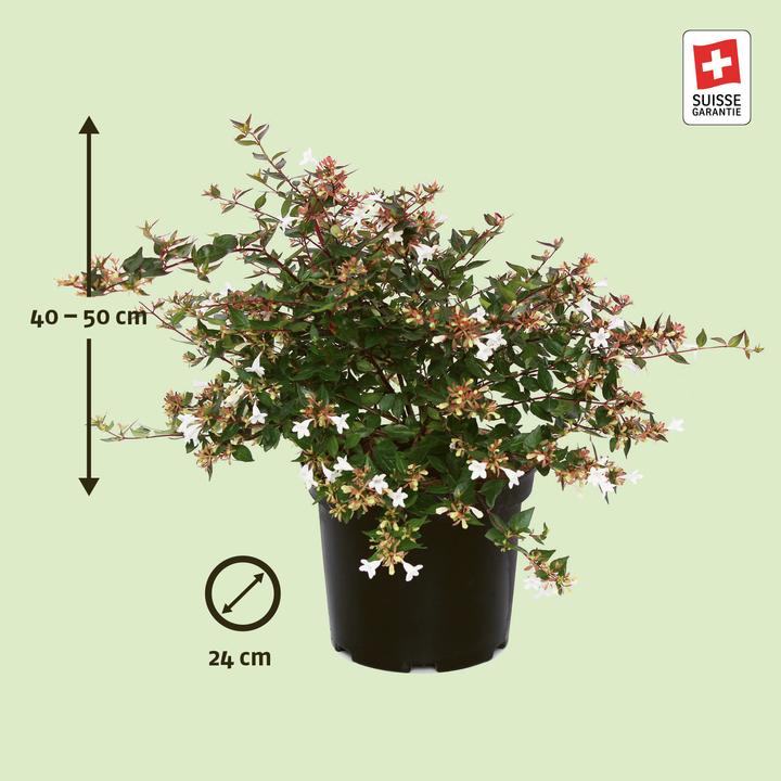 Immagine prodotto Zulauf Grossblütige Abelie / Abelia x grandiflora (50 cm)