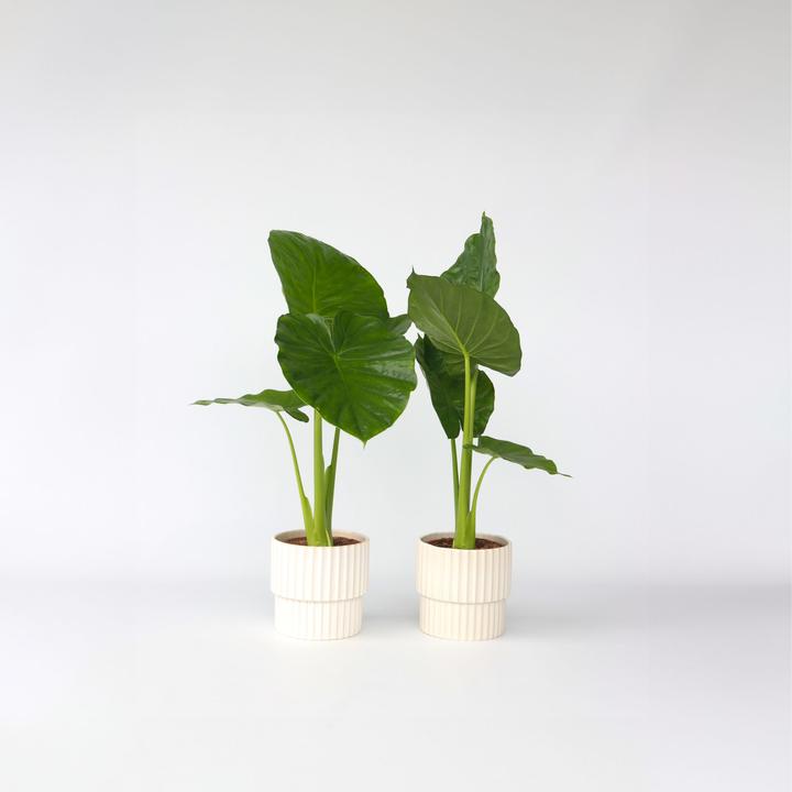 Actual product image Plant in a Box Alocasia Odora - Set of 2 Large Elephant Ear (55 cm)