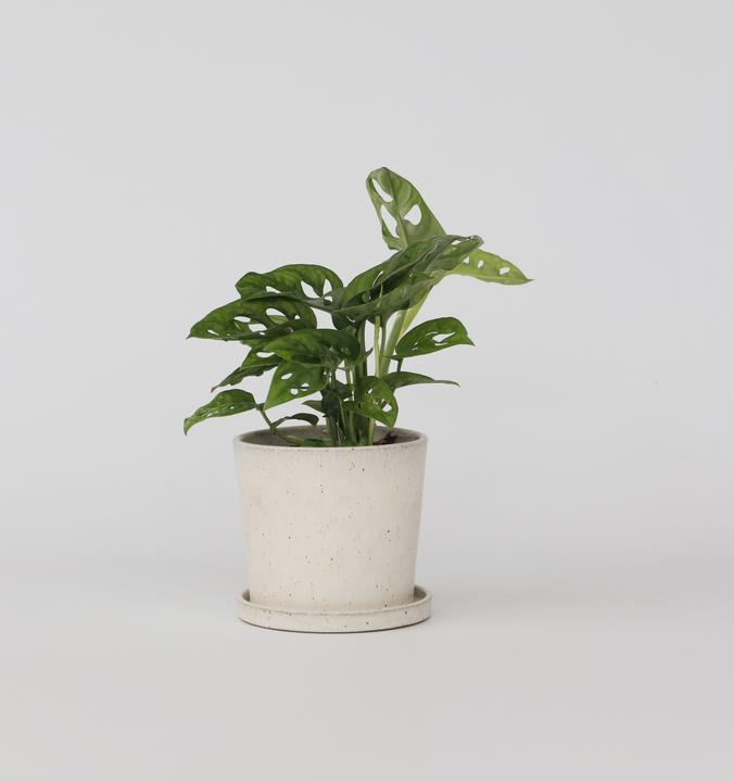 Produktbild Plant in a Box Monstera Monkey Mask - Affenmaskpflanze (30 cm)