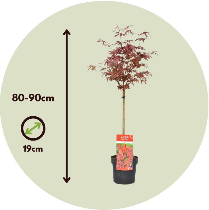 Image du produit Plant in a Box Acer palmatum 'Shaina' - Érable du Japon (80 cm)