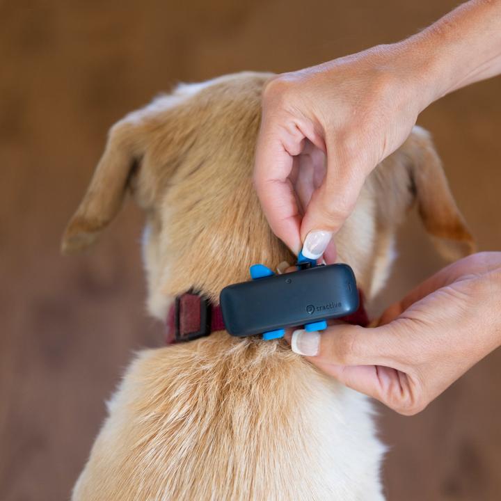 Actual product image Tractive Dog 4 GPS Tracker for Dogs (Cat, Dog, Walks)