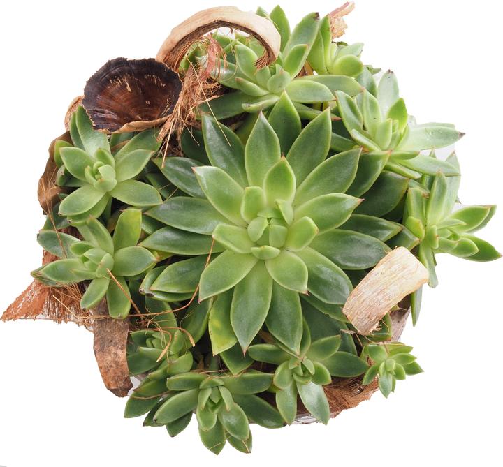 Actual product image Migros Ostschweiz Succulent tray (22 cm)