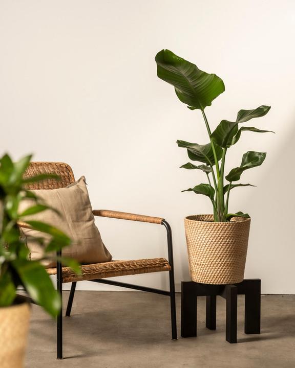 Image du produit feey Strelitzie XL (110 cm, Fraîchement rempotés)