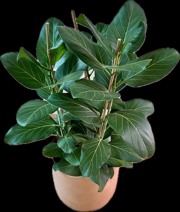 Produktbild Mahaloplants Ficus benghalensis (90 cm)