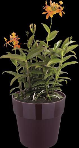 Produktbild Elho b.for original (18 cm)