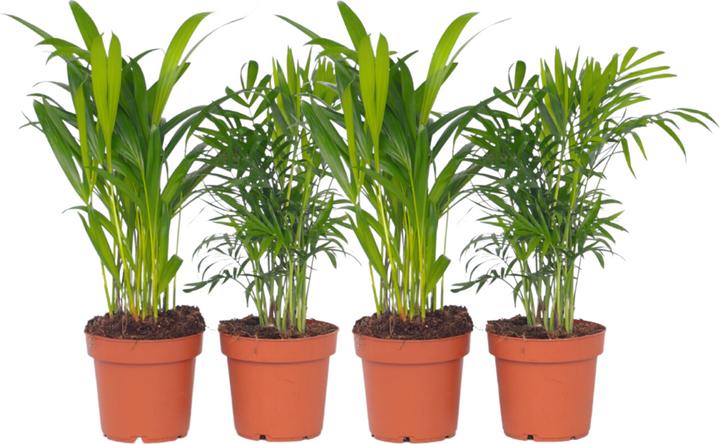 Actual product image Plant in a Box Dypsis lutescens, Chamaedorea elegans - Mix of 4 Mini Indoor Palms (25 cm)